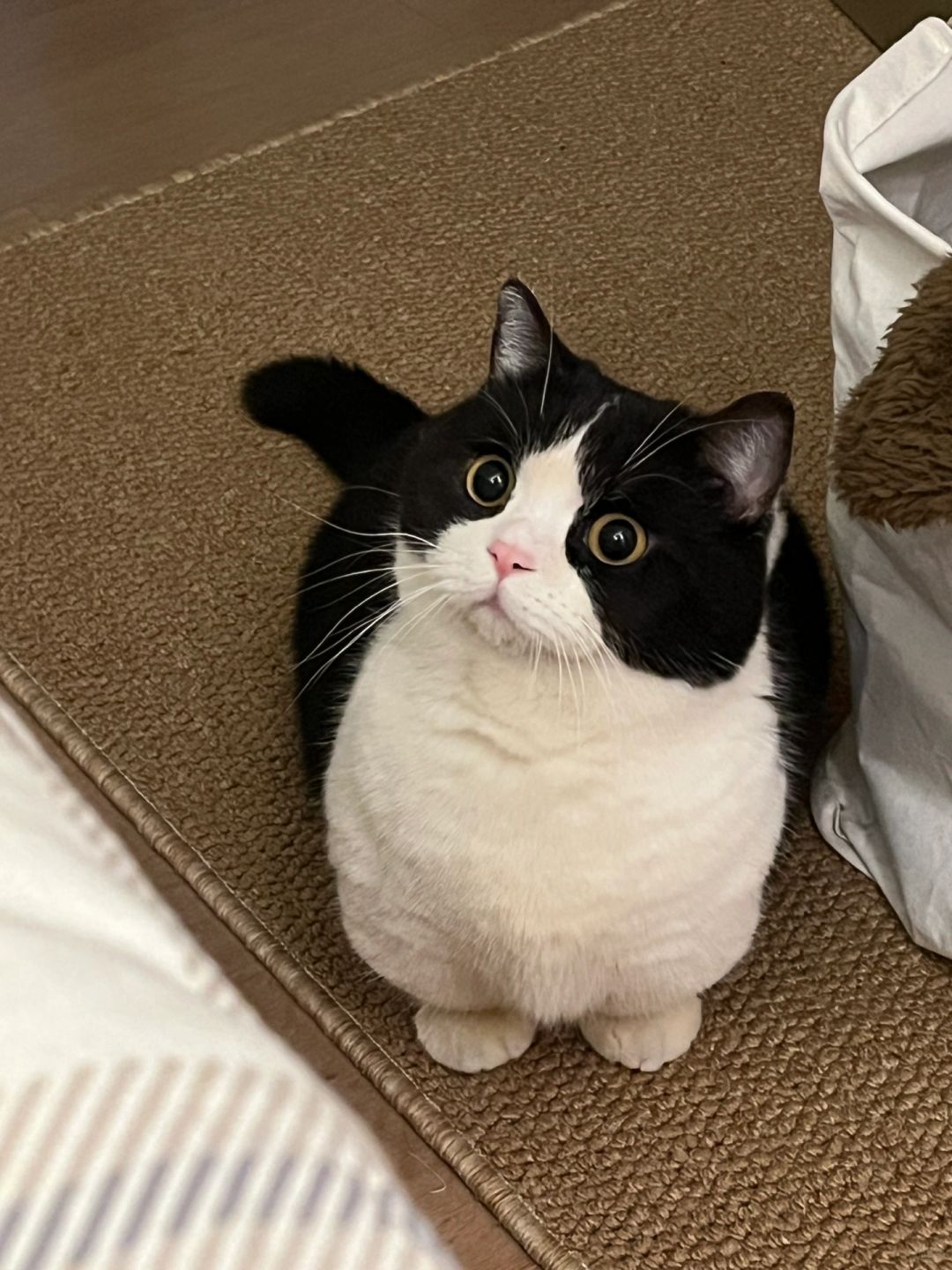奶牛小猫挂件又在动诶！