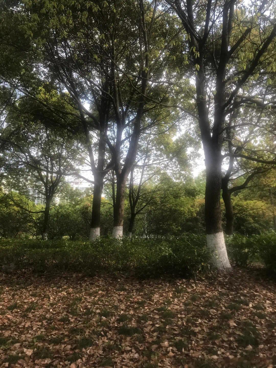 茶烟散尽见青山·默斋主人原创哲理抒情随笔鹏城故友远来，偕我闲坐惠州小镇檐前。细雨