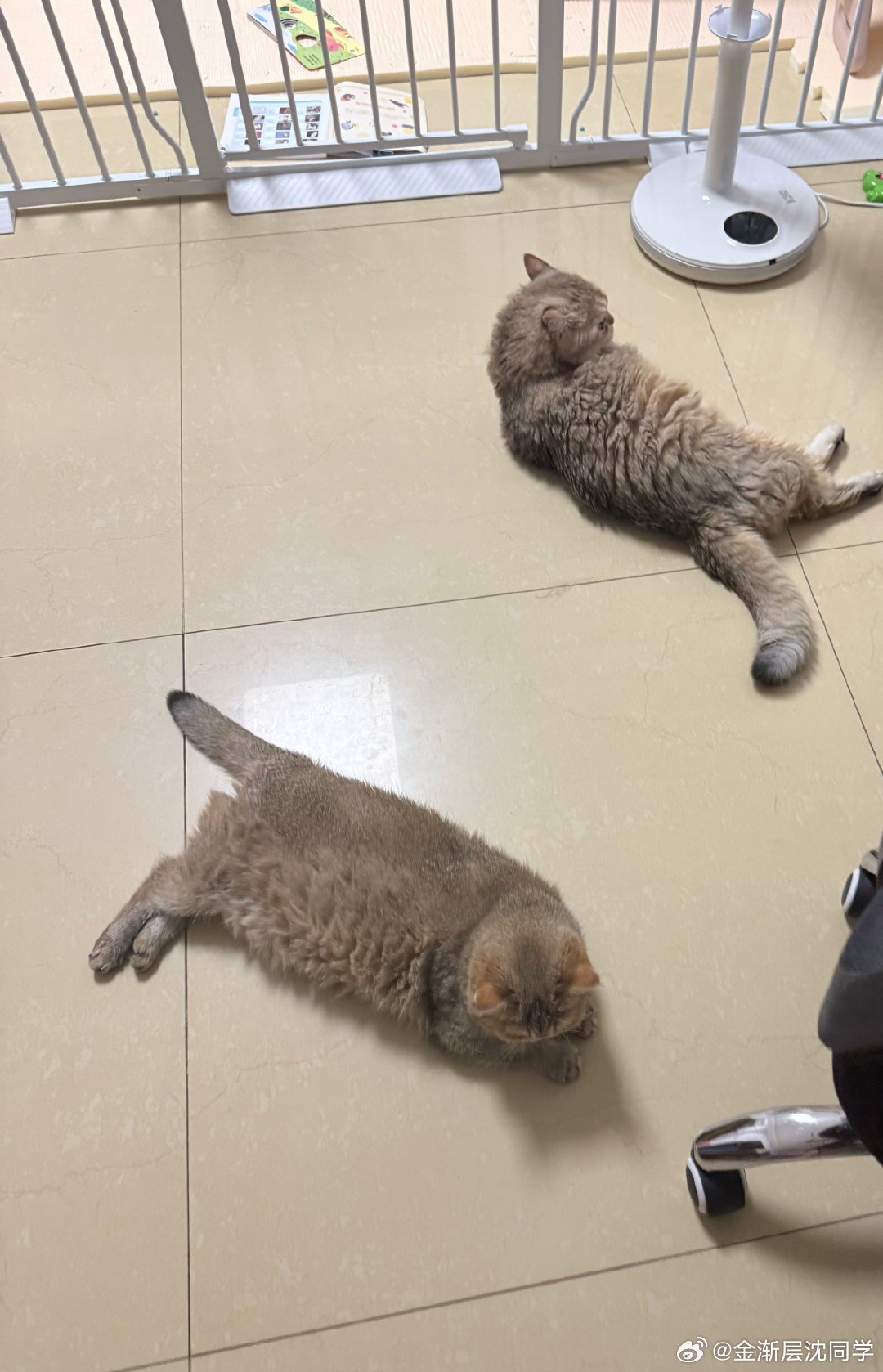 夏天容易犯困萌宠猫咪