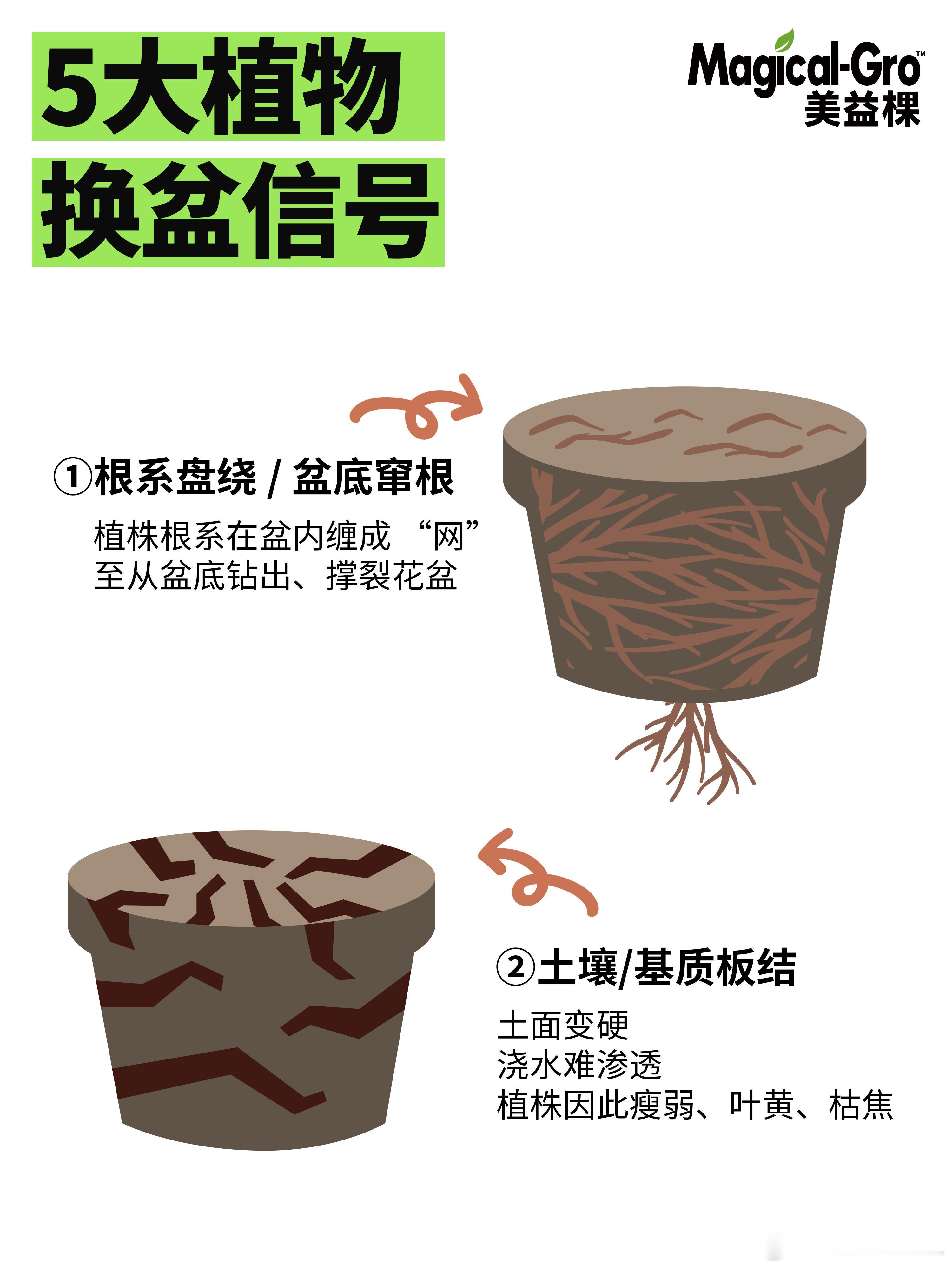 别再瞎养了！植物喊你换盆的信号快接住，谁懂啊！家里的花越养越蔫，不是你手残，是它