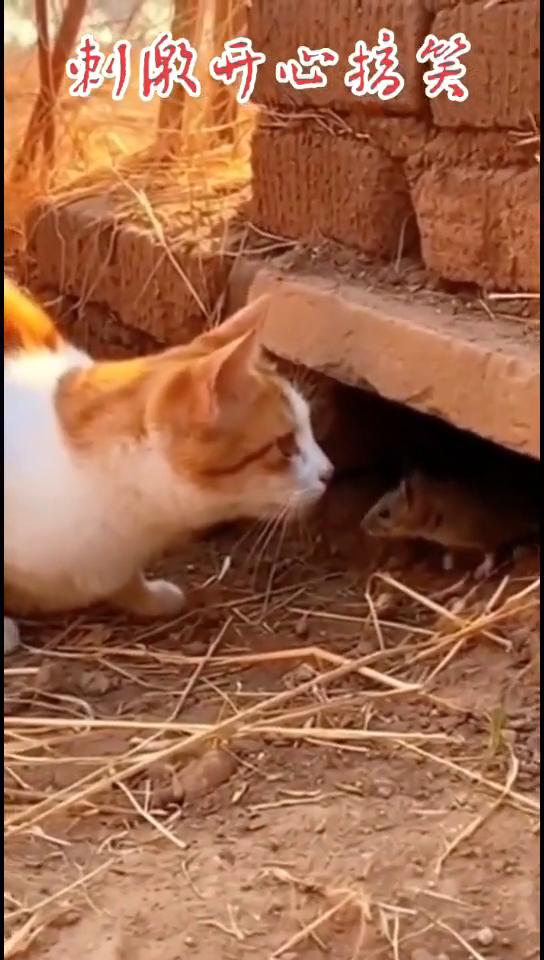 刺激开心搞笑。
徐姐姐的猫。
如果不是亲眼所见我是万万不敢相信的。
点着了，别咬