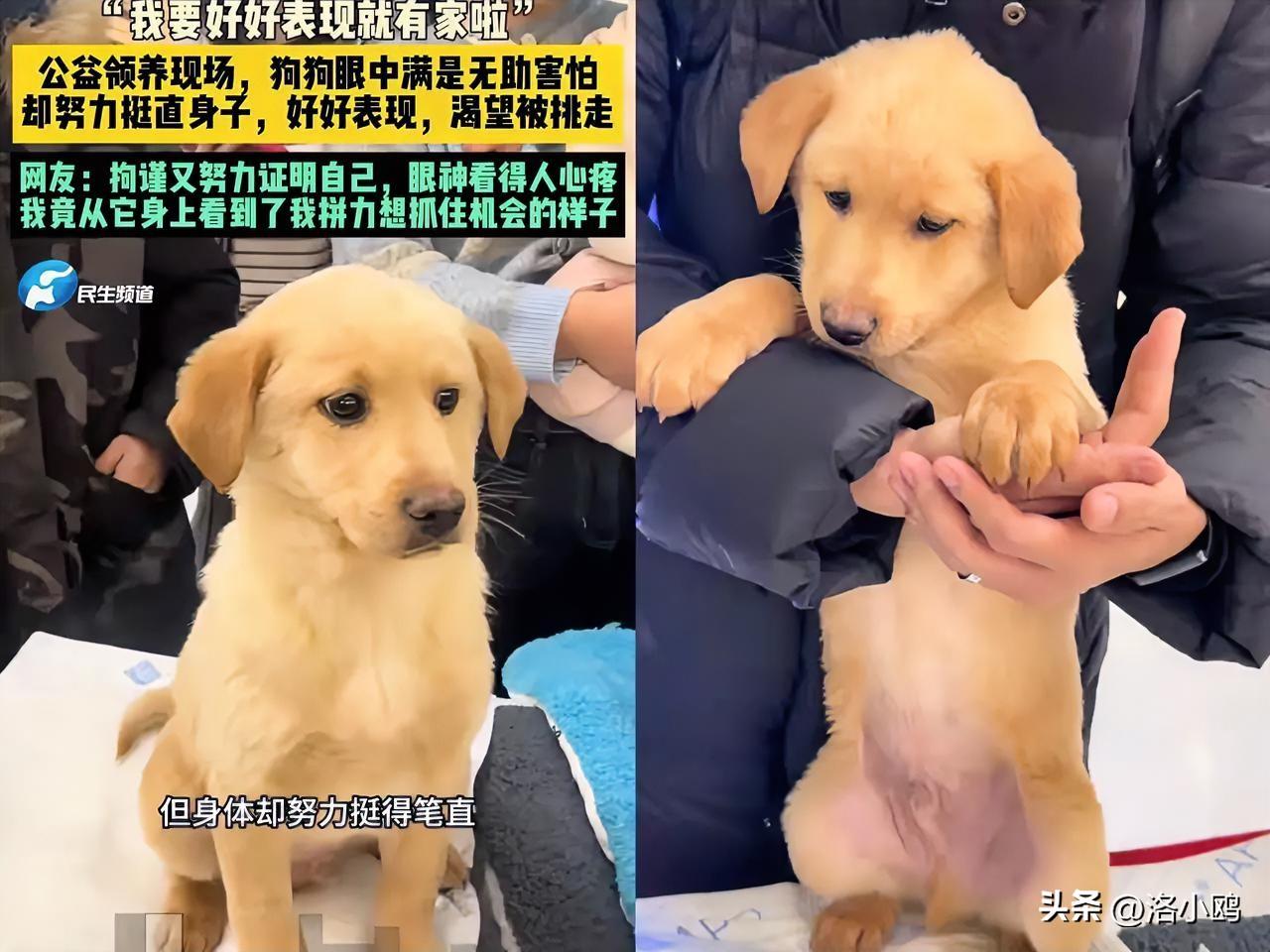 “我要好好表现，就有家啦。”

领养现场，它在笼子里把身子挺得笔直。后腿抖，耳朵