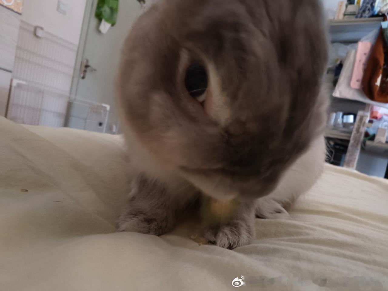 14313🐇【】从不正眼看人 