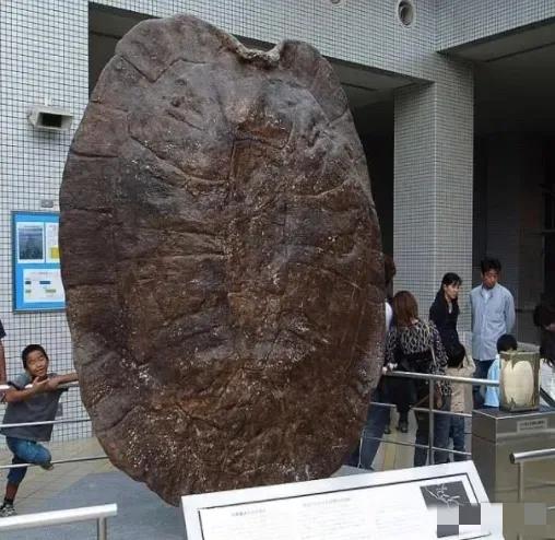 1994年5月，江苏盐城千秋大桥施工现场，竟然发生一件离奇怪事，早起的工人们更是