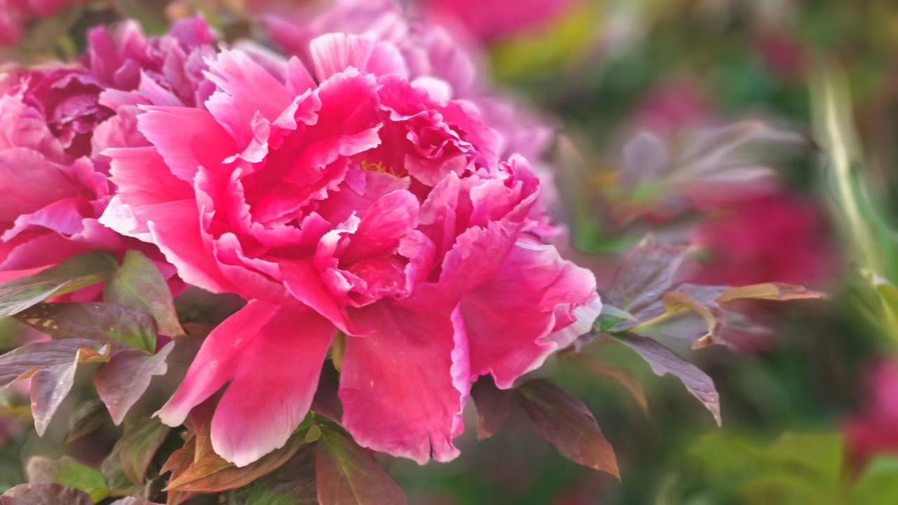 想趁着春风正好，去看看漫山花开，把烦恼都丢在风里。
不求大富大贵，只愿家人平安健