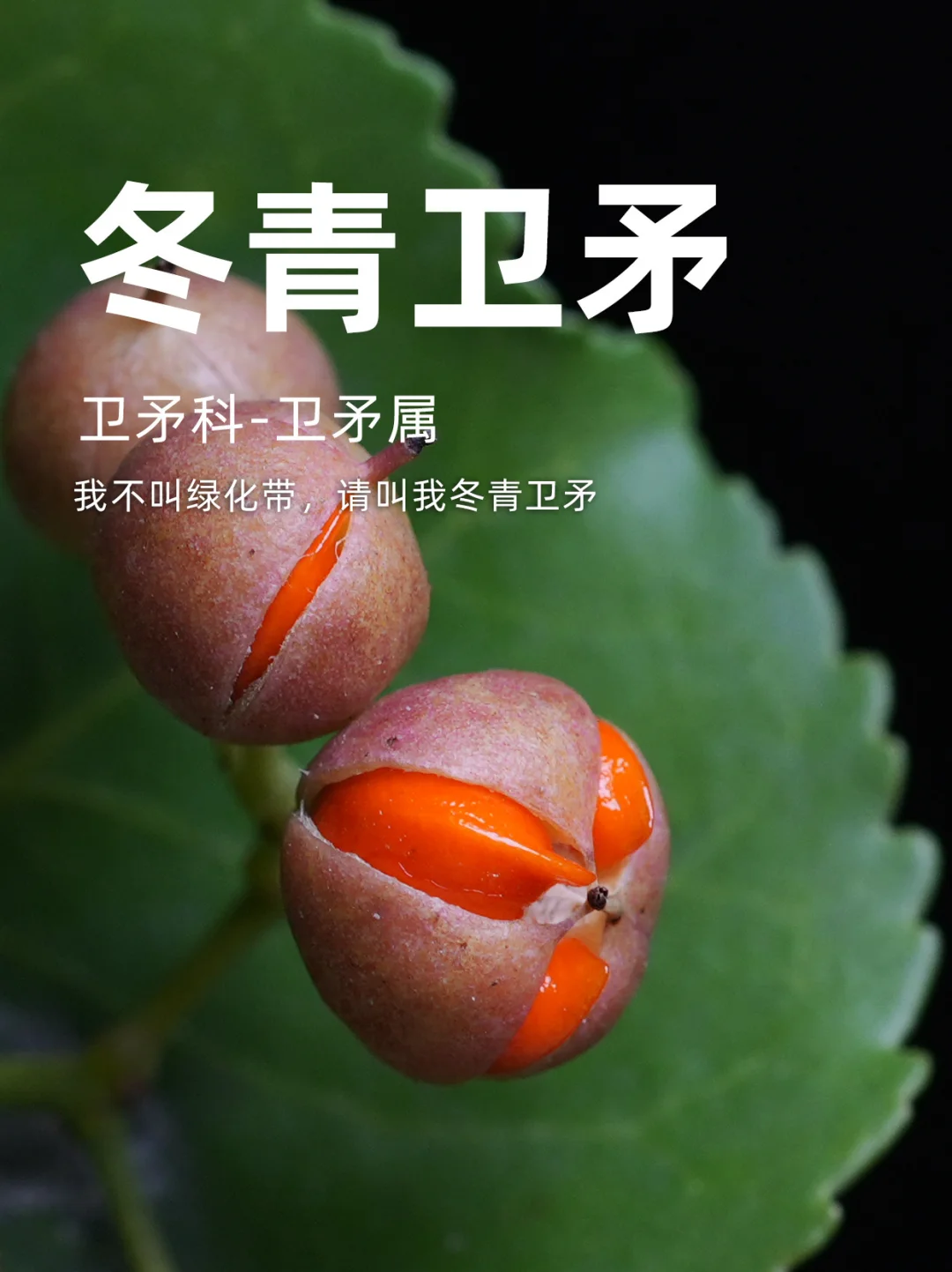 我不叫绿化带，请叫我冬青卫矛