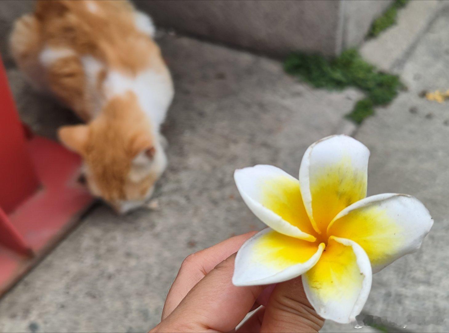 纯阳观的鸡蛋花和木棉飘絮，香香的，软绵绵的~ 生活里有很多难题，中年少女们要学会