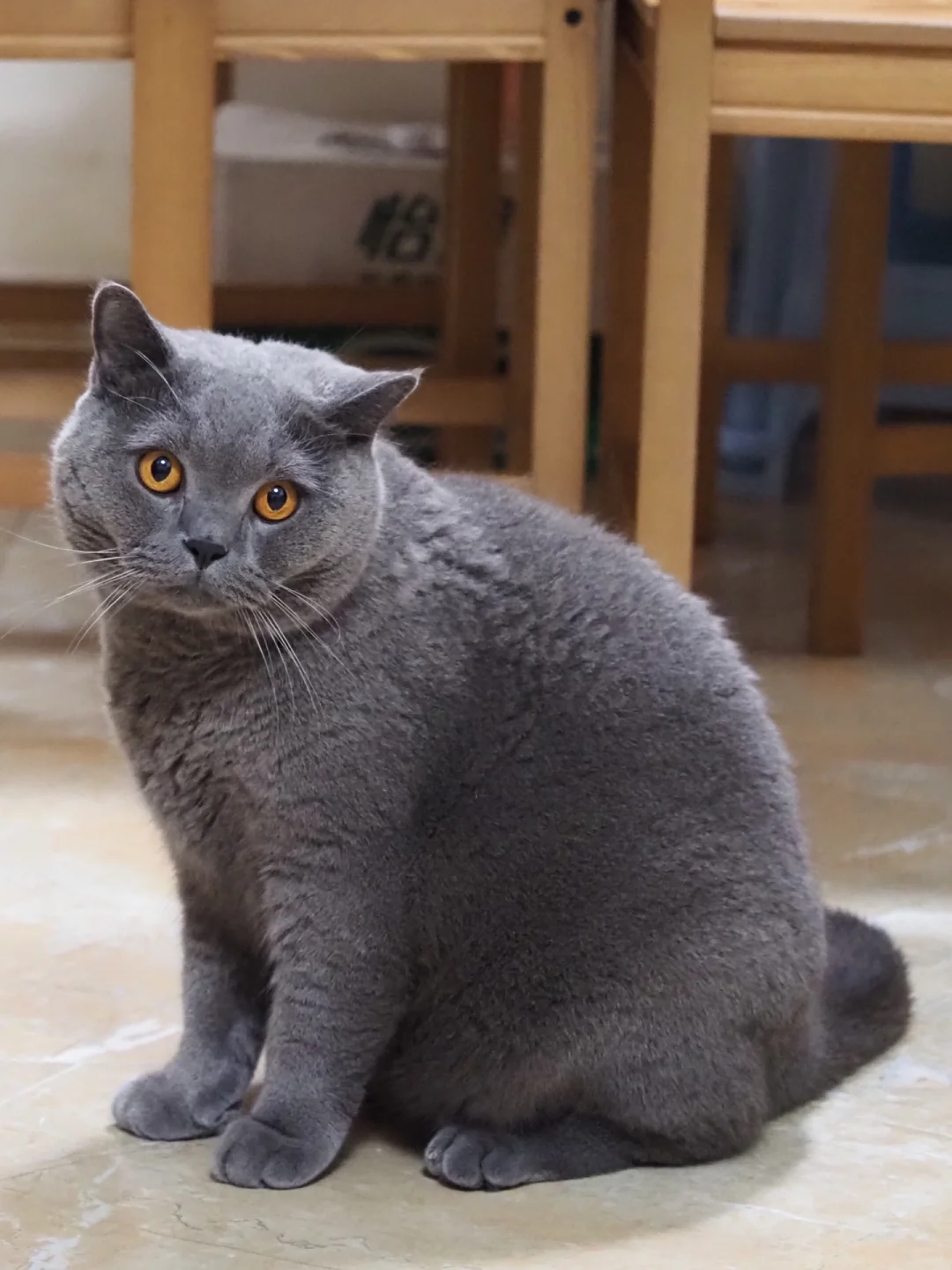 为什么蓝猫猪咪看起来这么委屈呀🥺🥹