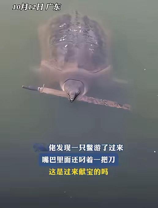 2025年10月，广东一男子在外钓鱼时，竟然有一只甲鱼主动送上门，他还以为自己运