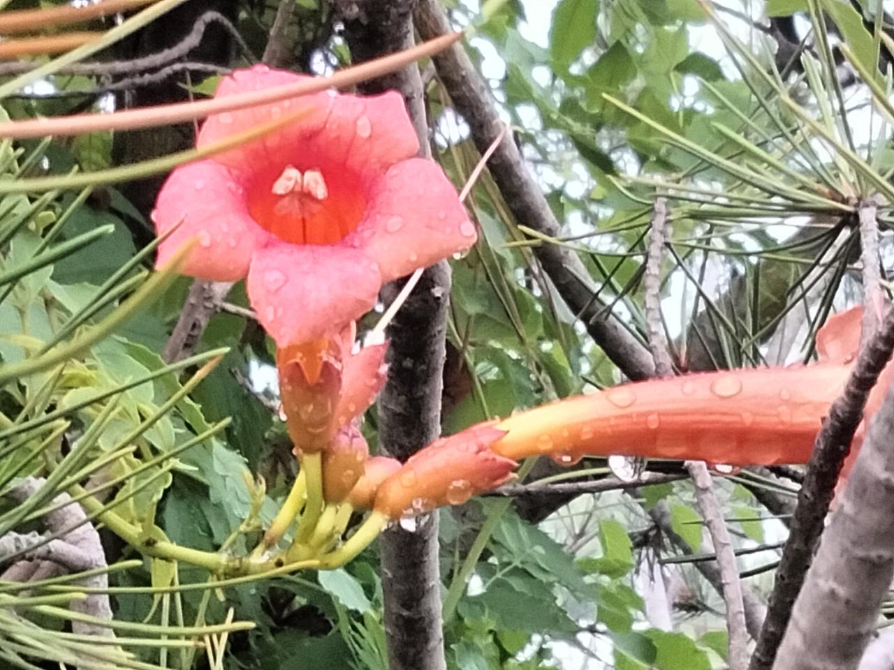 谁有手机拍摄的花花发上来凌霄花傍上迎客松。