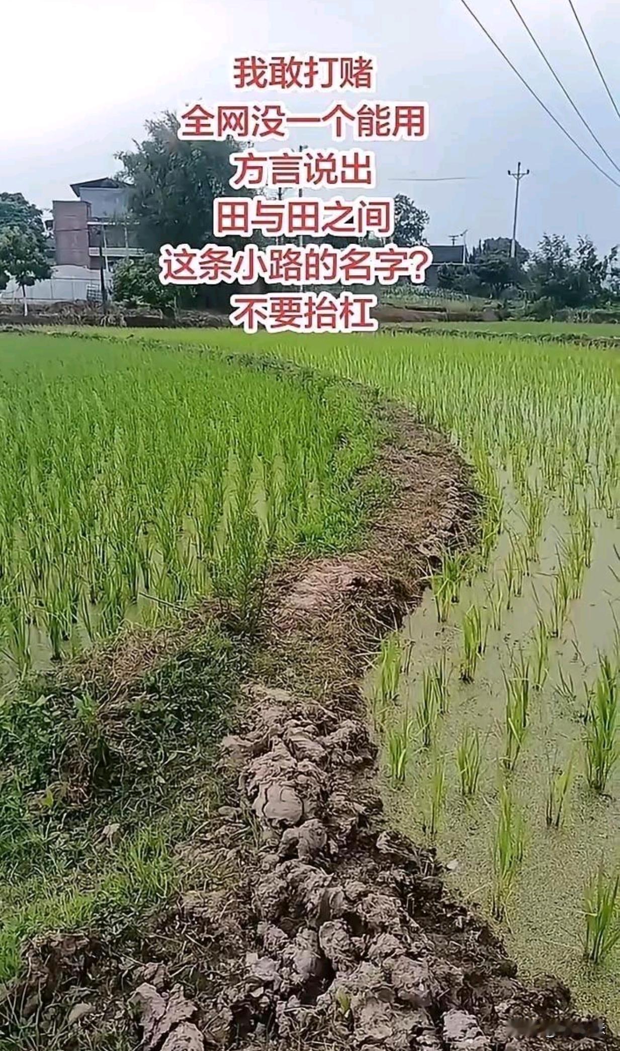 我们叫田坎，你们呢？