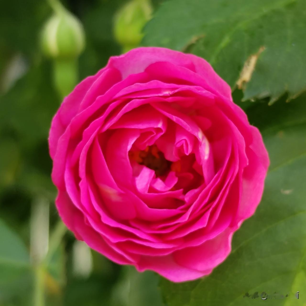 迎着朝阳跑步，花儿在开放，心花在怒放，一切都是美美哒！
省着力气跑，6'45''