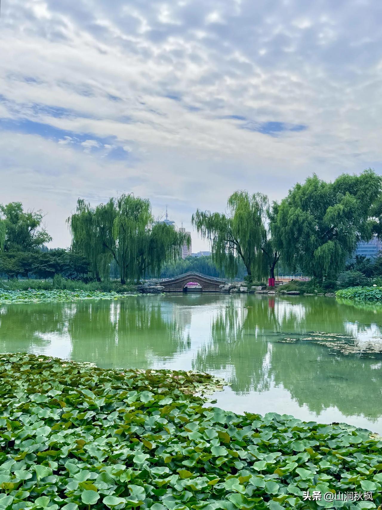 檐下红灯，池畔清风。
闹市里藏着一池江南绿意。
           ——北京玉
