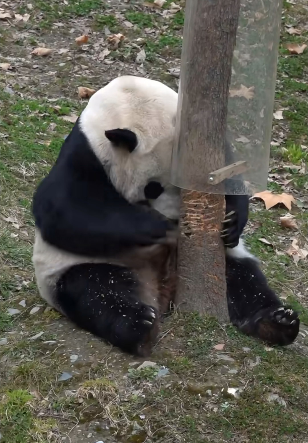 大熊猫的战斗力有多强？ 的精彩内容，来智搜看看，正如智搜提到的咬合力、敏捷性等所