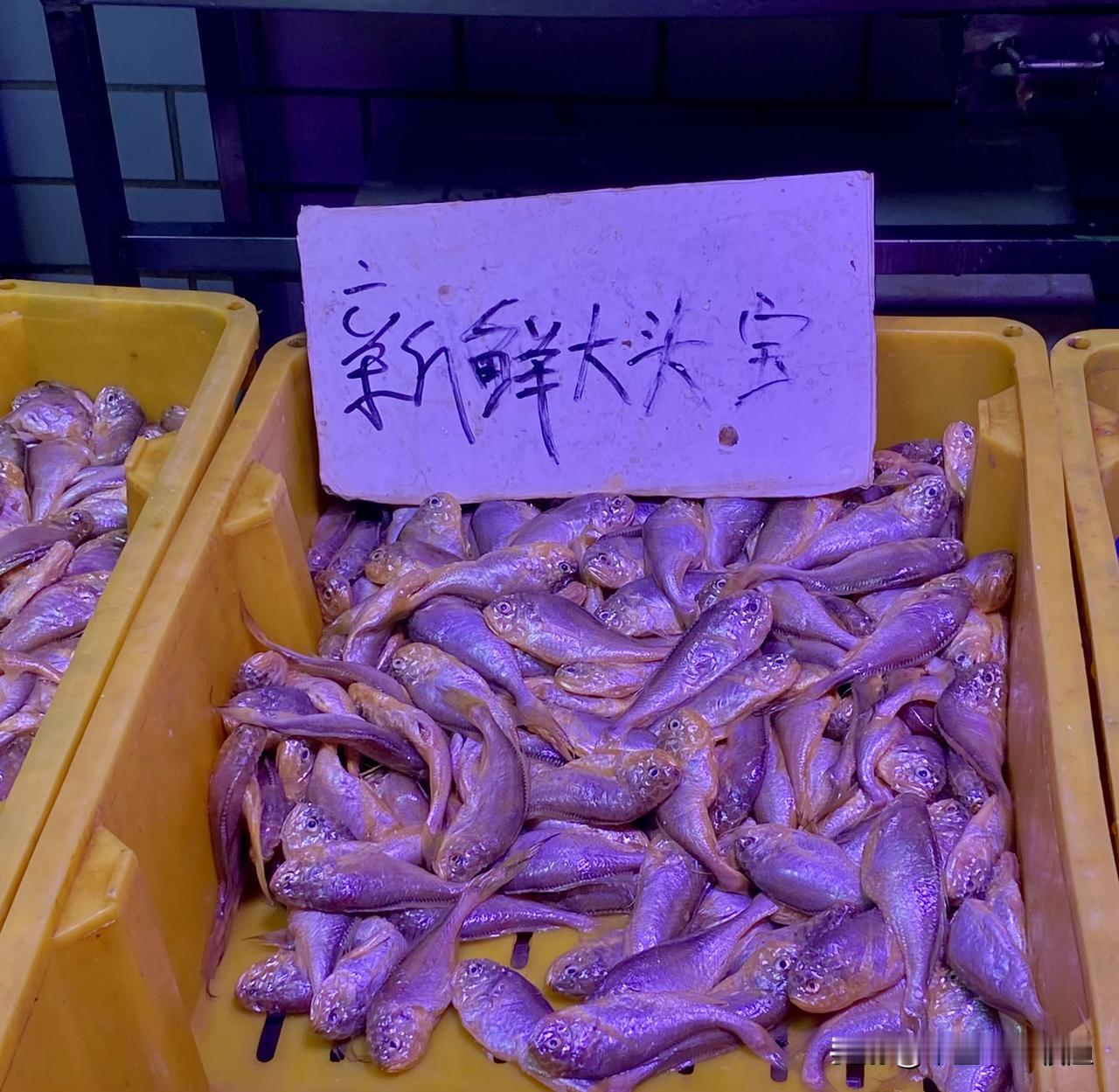 现在市场上最鲜溜的鱼，当属“大头宝”鱼
    大连封海已经一个月了，吃不到新鲜