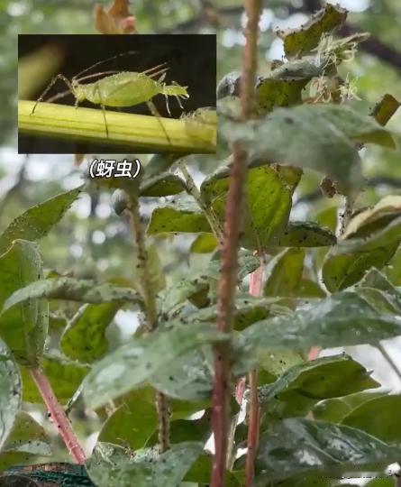 2026年5月13日，扬子晚报记者实地走访南京江宁区双龙大道百家湖周边路段，发现