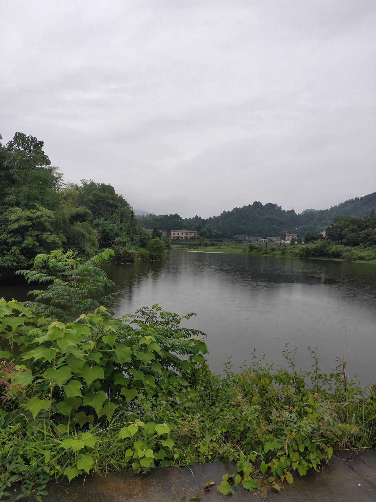 春天，池塘周围树木葱茏，树叶苍翠欲滴，有的树枝贴着水面，微风吹拂，树枝嫩叶在水面