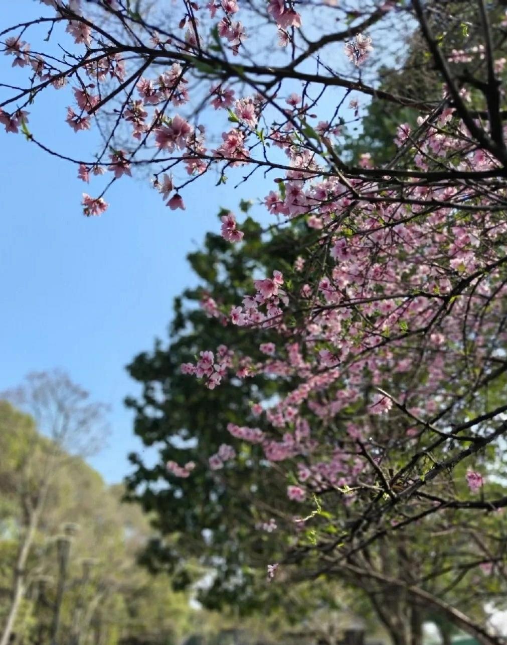 春暖花开，踏青赏花去喽！
