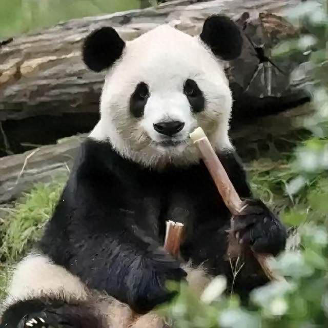 重磅！两只大熊猫远赴亚特兰大，背后意义不简单