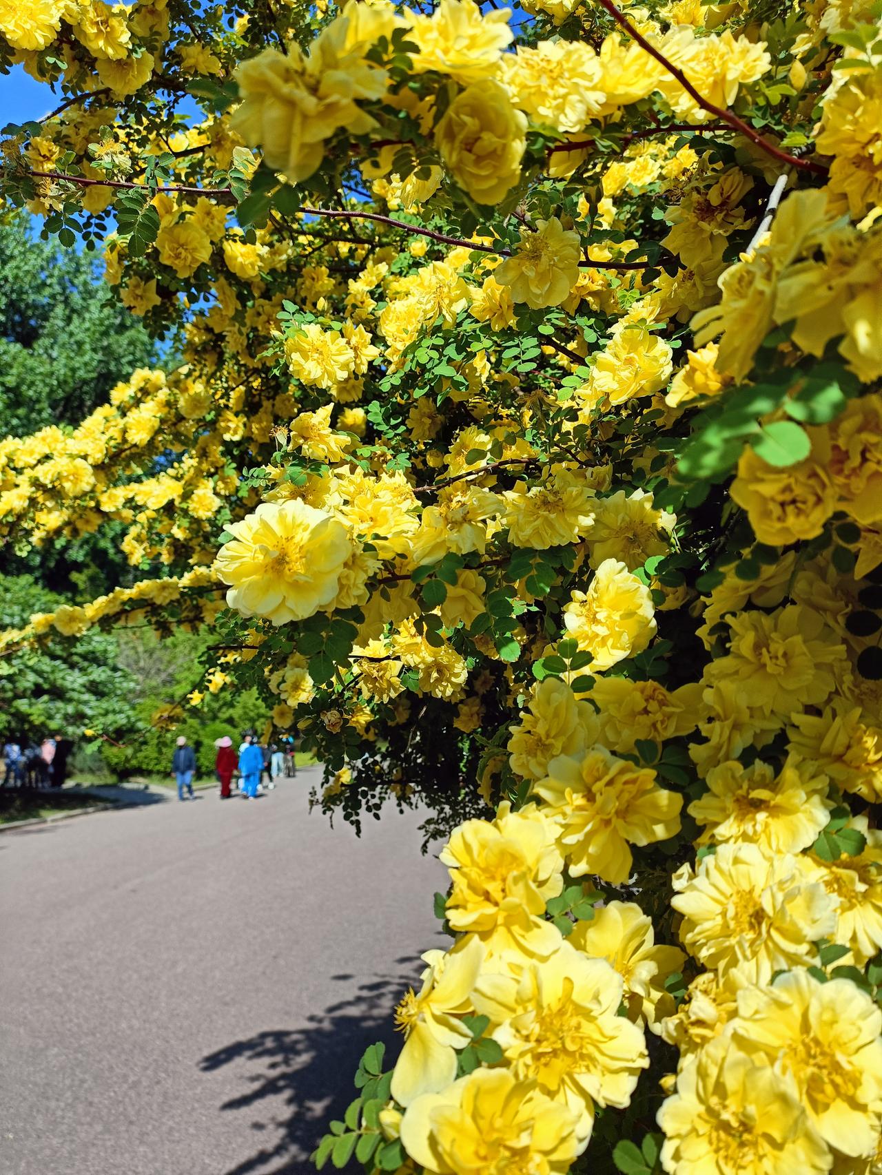 今早晨去二一九公园溜达了一圈，一颗长满黄色鲜花的树成功把我吸引住了。那满树的黄花