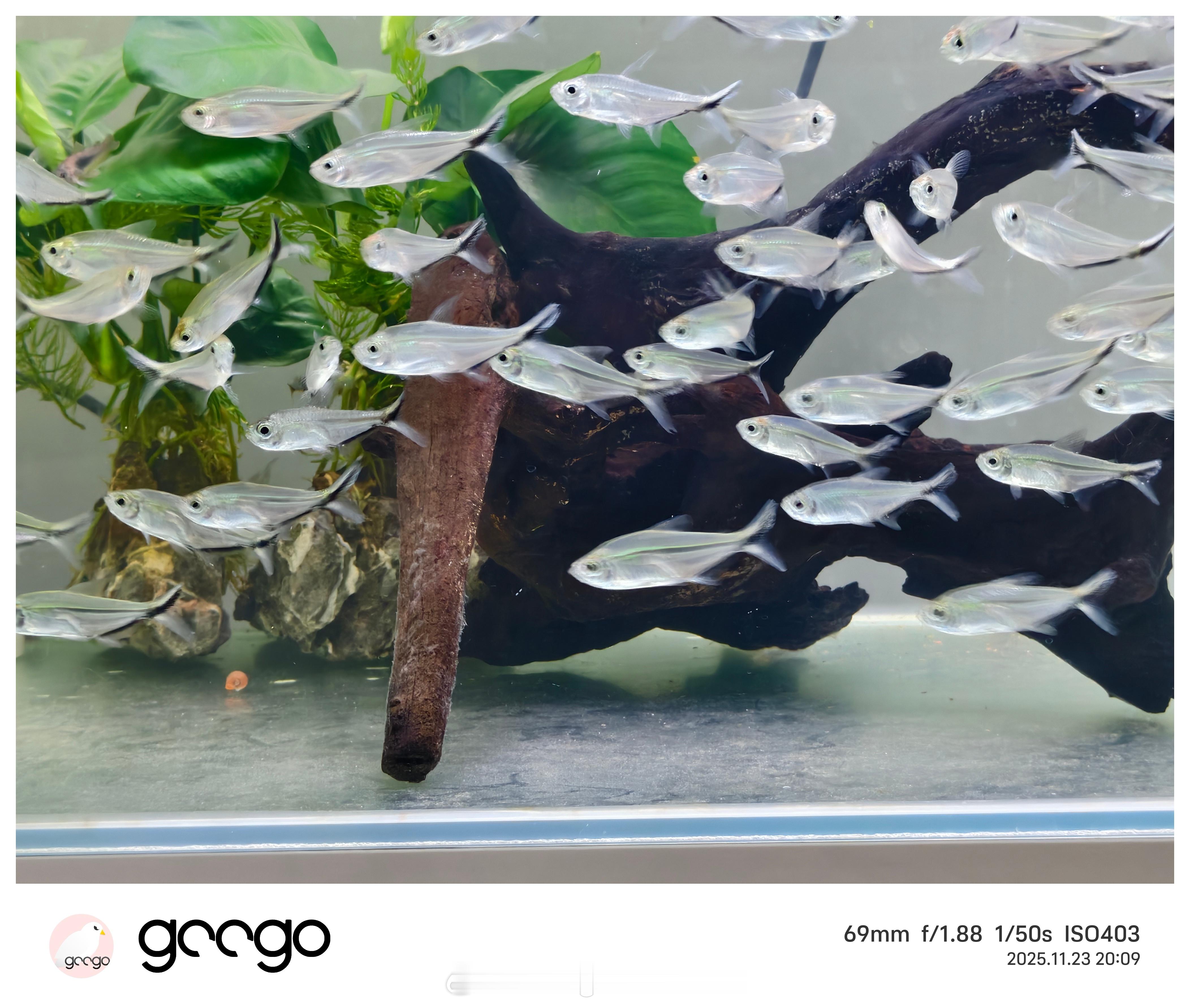 用iQOO15拍到的小鱼图1图2是直出图3图4是抓拍模式