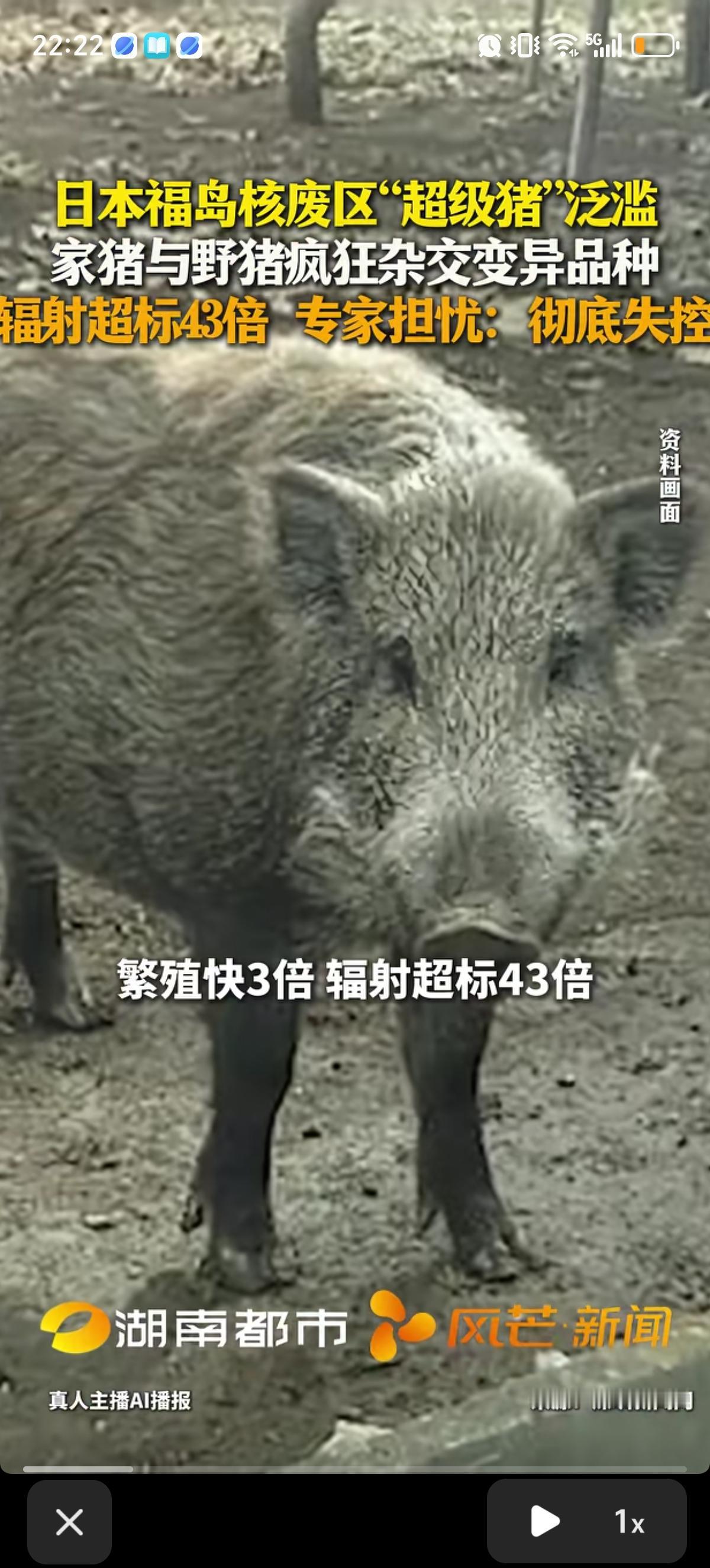 日本福岛核废区出现了一种繁殖快3倍，辐射超标43倍的“超级猪”。是当地的家猪和跟