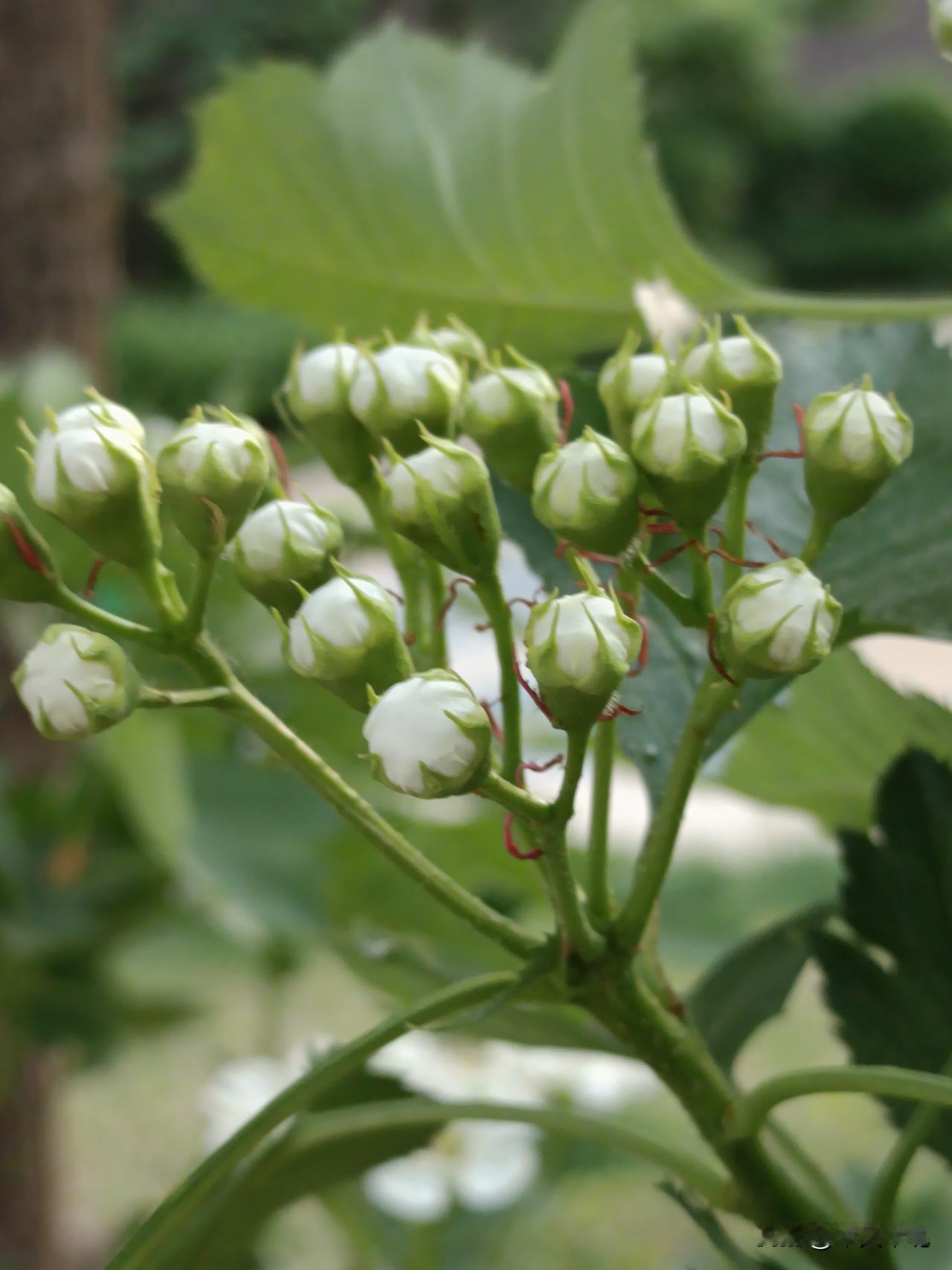 花为蜂蝶采蜜开。

山楂花含苞待放，蜜蜂早已闻香而至。绿叶白花就为蜜蜂绽放，开花