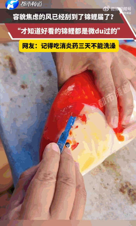 活受罪！浙江杭州，一位网友兴高采烈地展示自家的宝贝锦鲤，那鱼身上黑白分明的花纹，