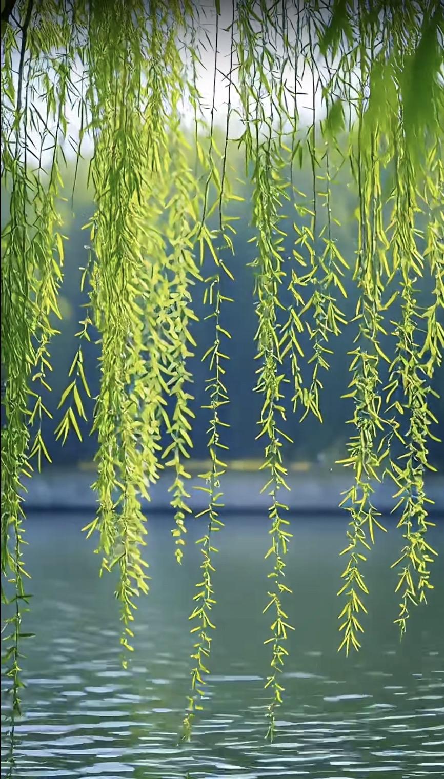 上联：昨夜清风梳绿柳
下联：今朝细雨点苍苔