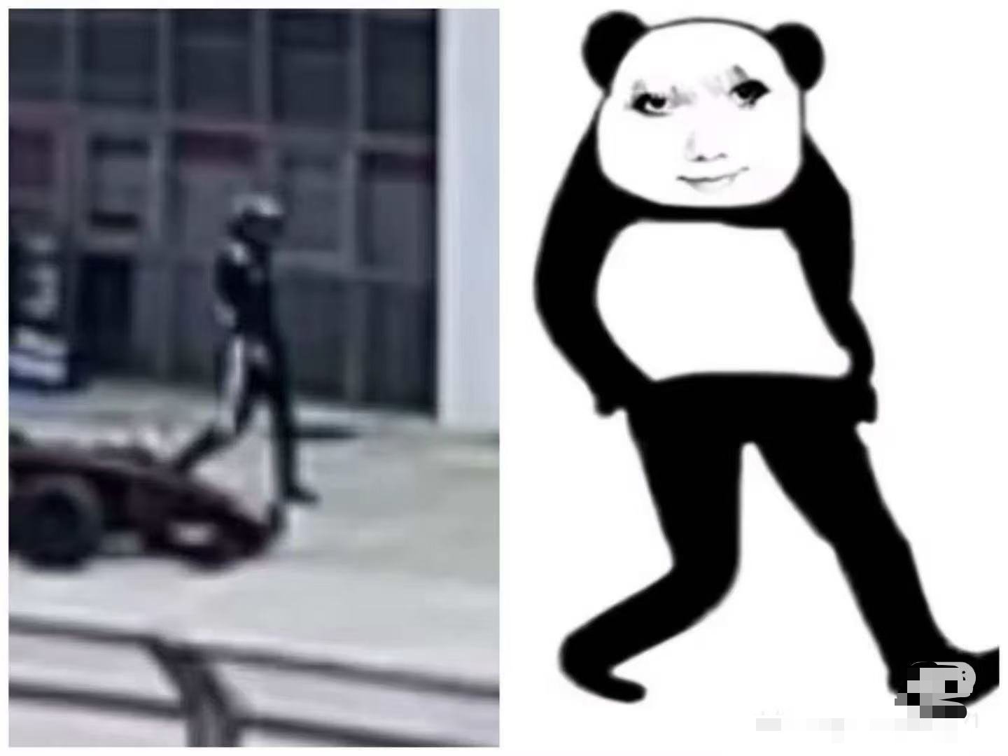 我不行了，简直一模一样拽拽的 