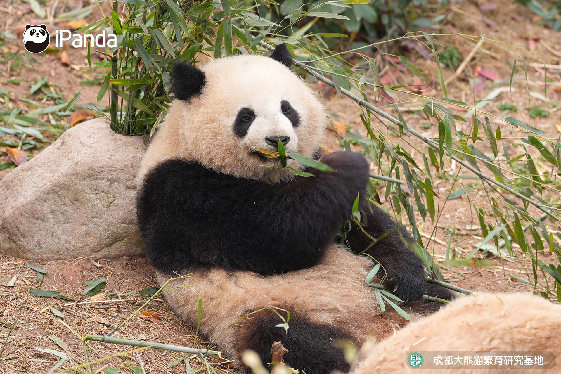 【大熊猫的治愈从早安开始 🌟】发言熊：“轮武”名熊名言：慢悠悠啃竹子，慢悠悠过