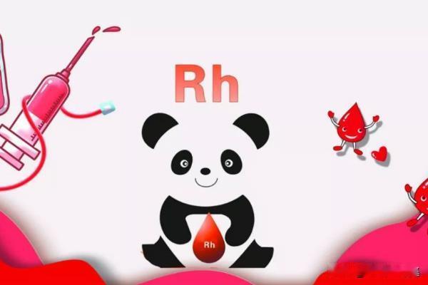熊猫血该不该去献血？

Rh阴性血，俗称“熊猫血”，因其稀缺性而得名。对普通人而