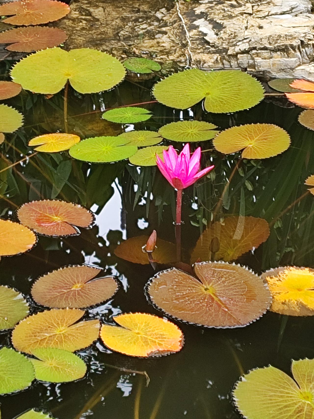 再见，紫荆苑。

连续两天大雨，进入公园仿佛进入了热带雨林，到处都有滴滴答答的落
