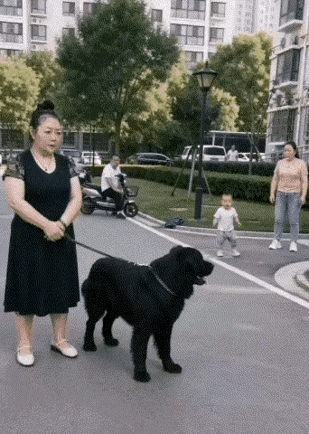 城市大型犬的饲养还是该严控的，因为有时候狗真的是狗，而养狗的人她不一定是人。
