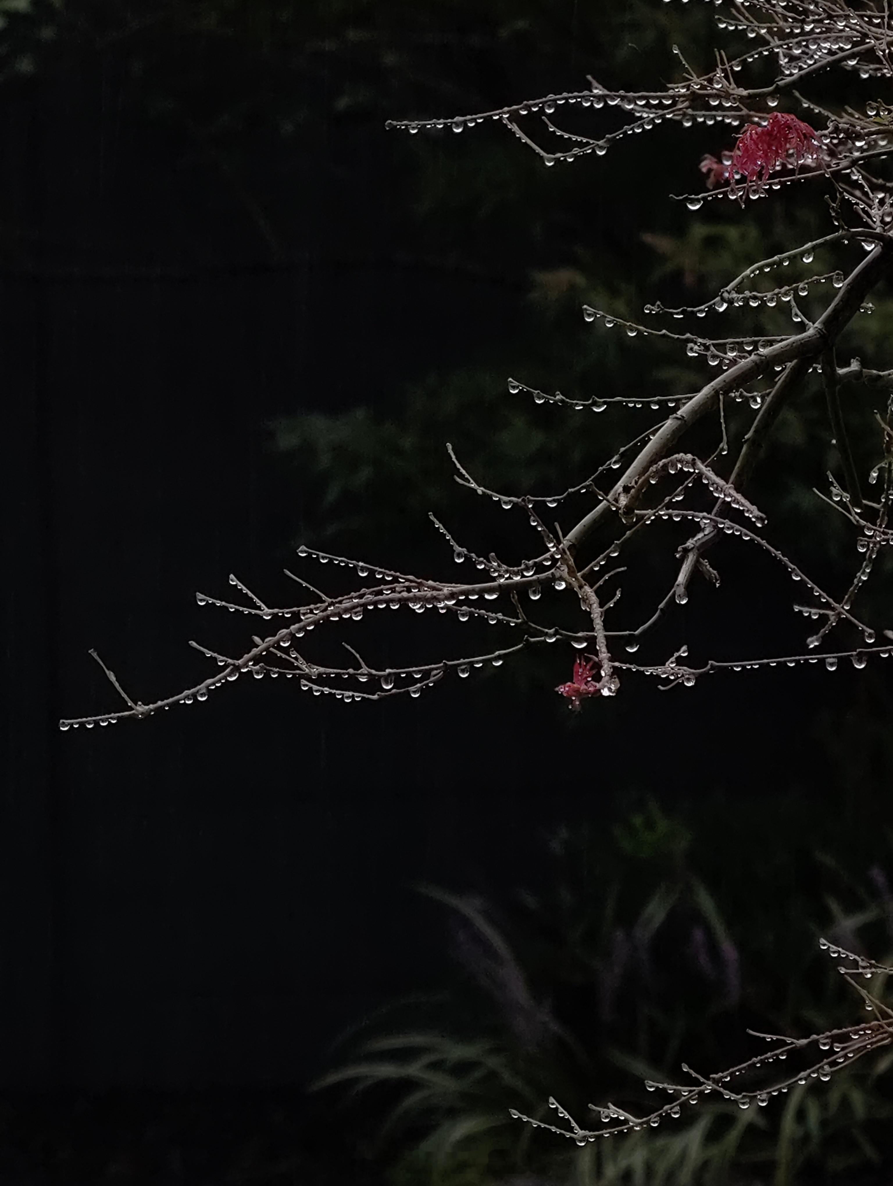 初秋.雨 ​​​