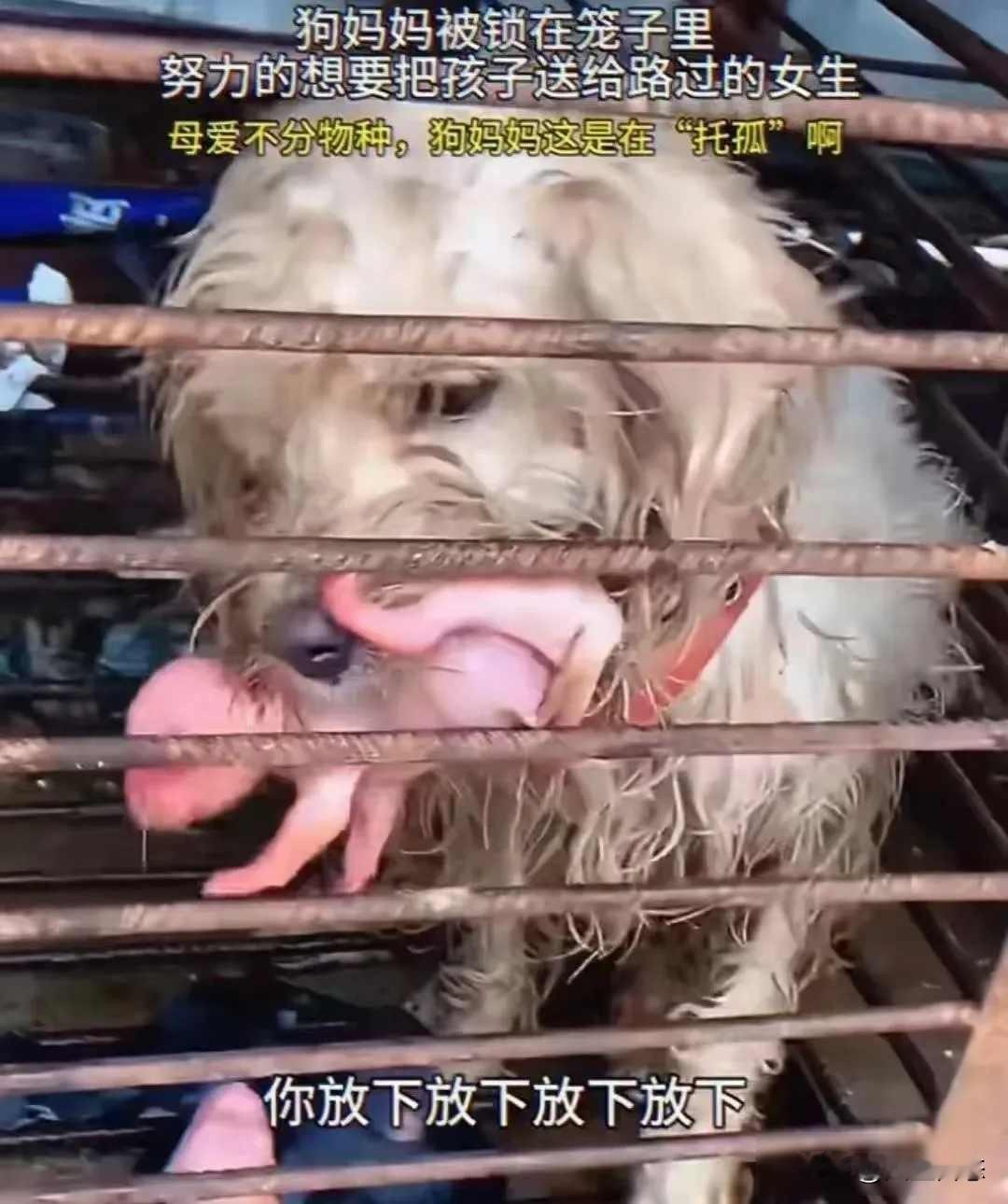 母狗铁笼生崽，人却当菜卖，生命在买卖里没名字

菜市场里人来人往，几个买菜的妇女