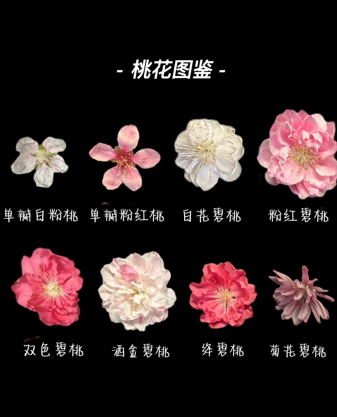 “ 桃花图鉴 ... ” 