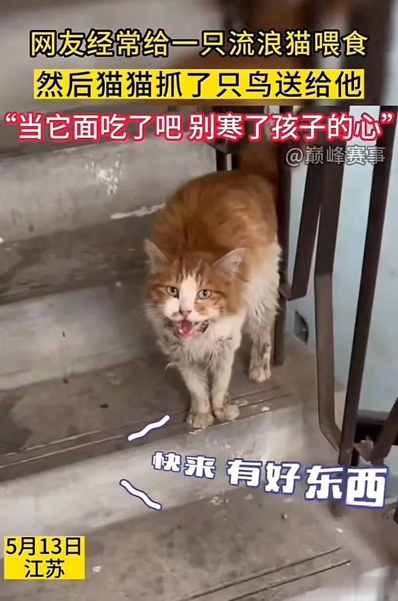 近日，江苏扬州，女子经常投喂一只流浪猫，结果流浪猫做出惊人一幕！把女子感动得稀里