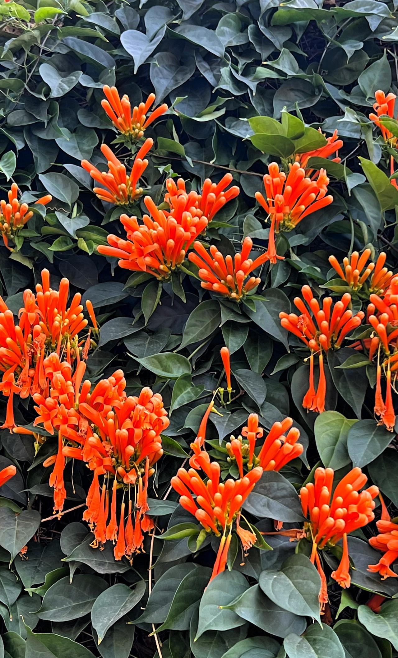 这是‌我在增城广场拍摄到的炮仗花‌，也叫黄鳝藤、火焰藤，是紫葳科炮仗藤属的常绿攀