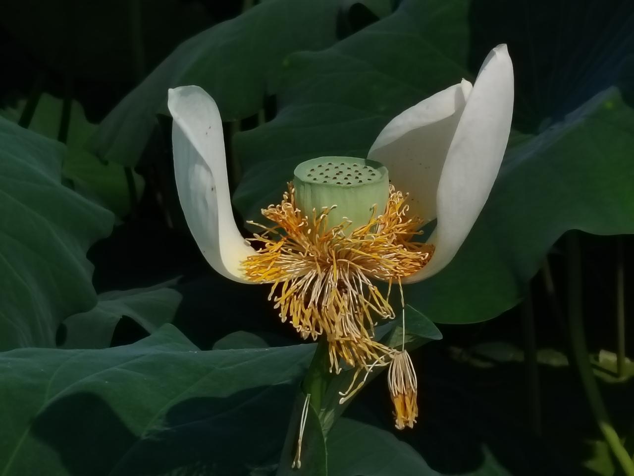 手机📱摄影：白莲花