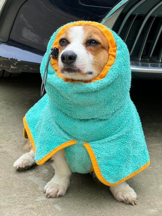 今日cos忧伤的修女🐶