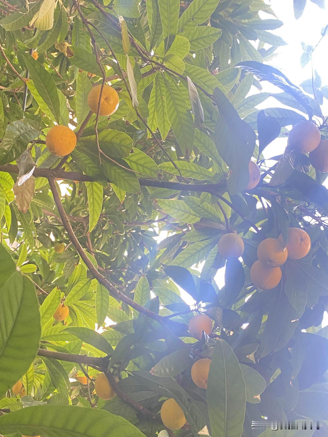 站在树下瞅了半天，也没琢磨出这到底是啥果子，不过管它呢，光是看着这满树的金黄，就