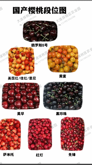 400元一斤的樱桃，口感不是一般的好。
樱桃季马上就结束了，今年的口感好似没有去