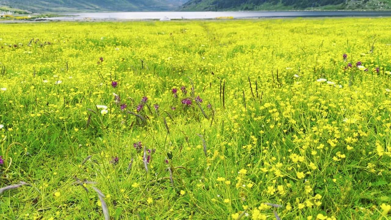 盛夏七月，在川西放慢脚步，看花开云飘。
1️⃣山野风与花：漫步在川西的旷野里，七
