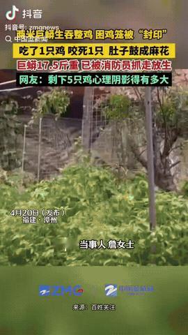 福建漳州，一女子早上去山上喂鸡，突然看到一只鸡被咬死，没想到一只蟒蛇不知道什么时