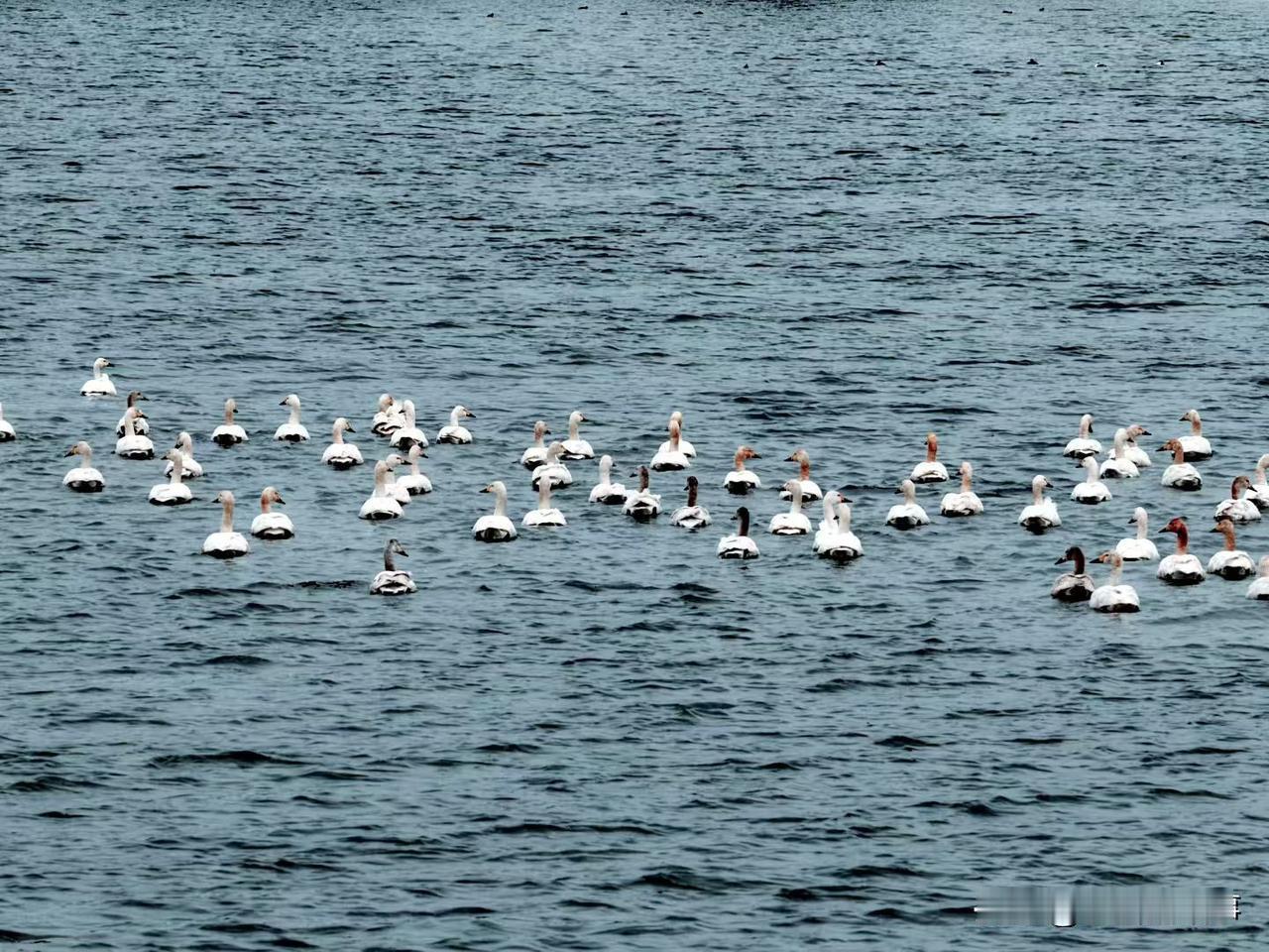数百只小天鹅马年初六光临郑州市常庄水库湖面，水库秒变天鹅湖:
马年大年初六，郑州
