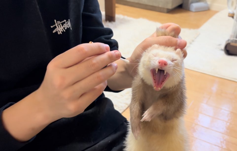 宠物雪貂 给貂条日常清理耳朵，大写的拒绝