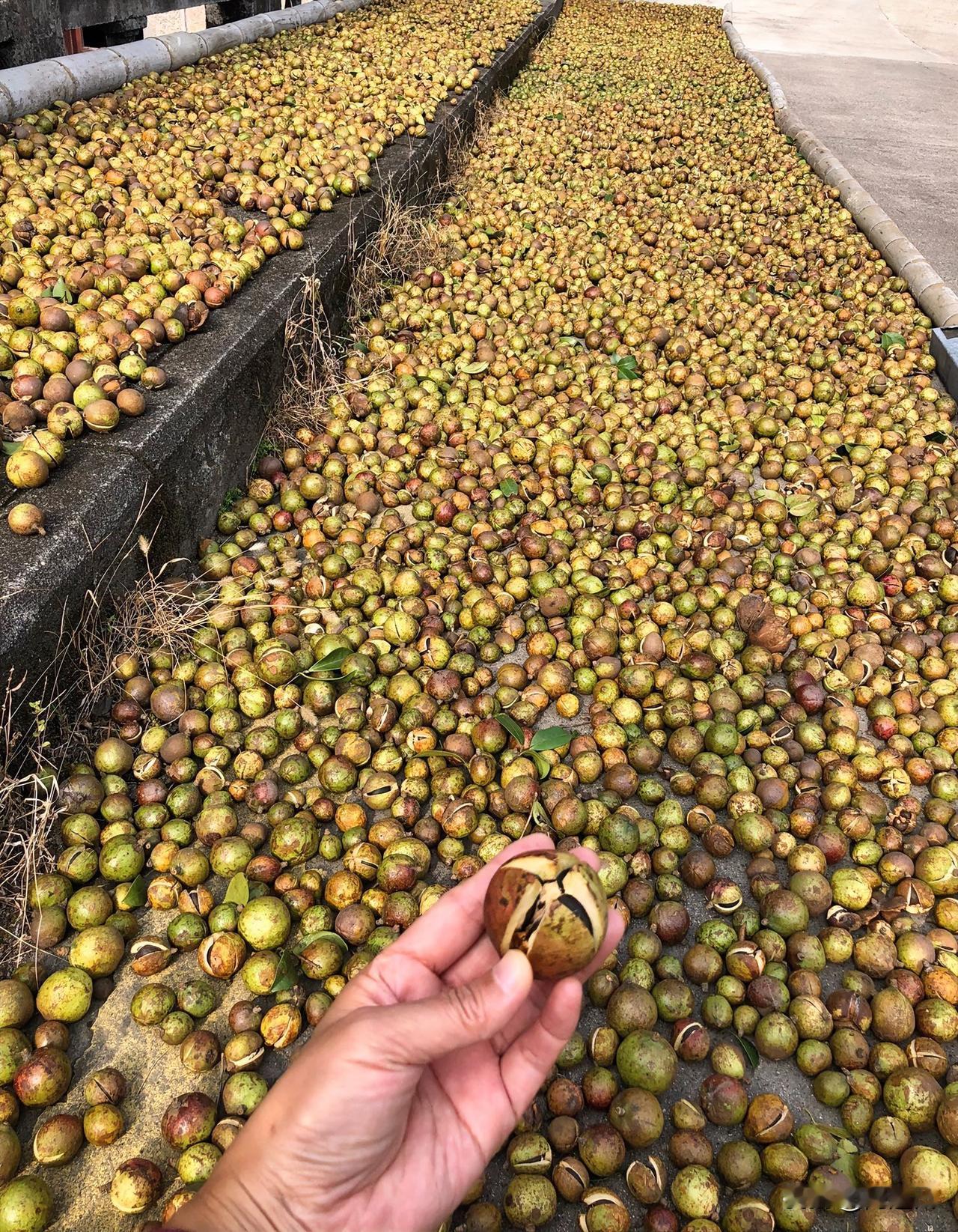 憋痴了大半上午83岁的老父亲，坐在马桶上突然就吐了：“快，快给你哥打电话，我得去