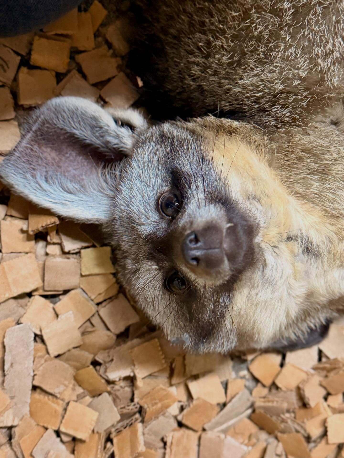 我实在是太喜欢蝠耳狐啦！！饲养员的工作令我嫉妒【ins：sarahbird___