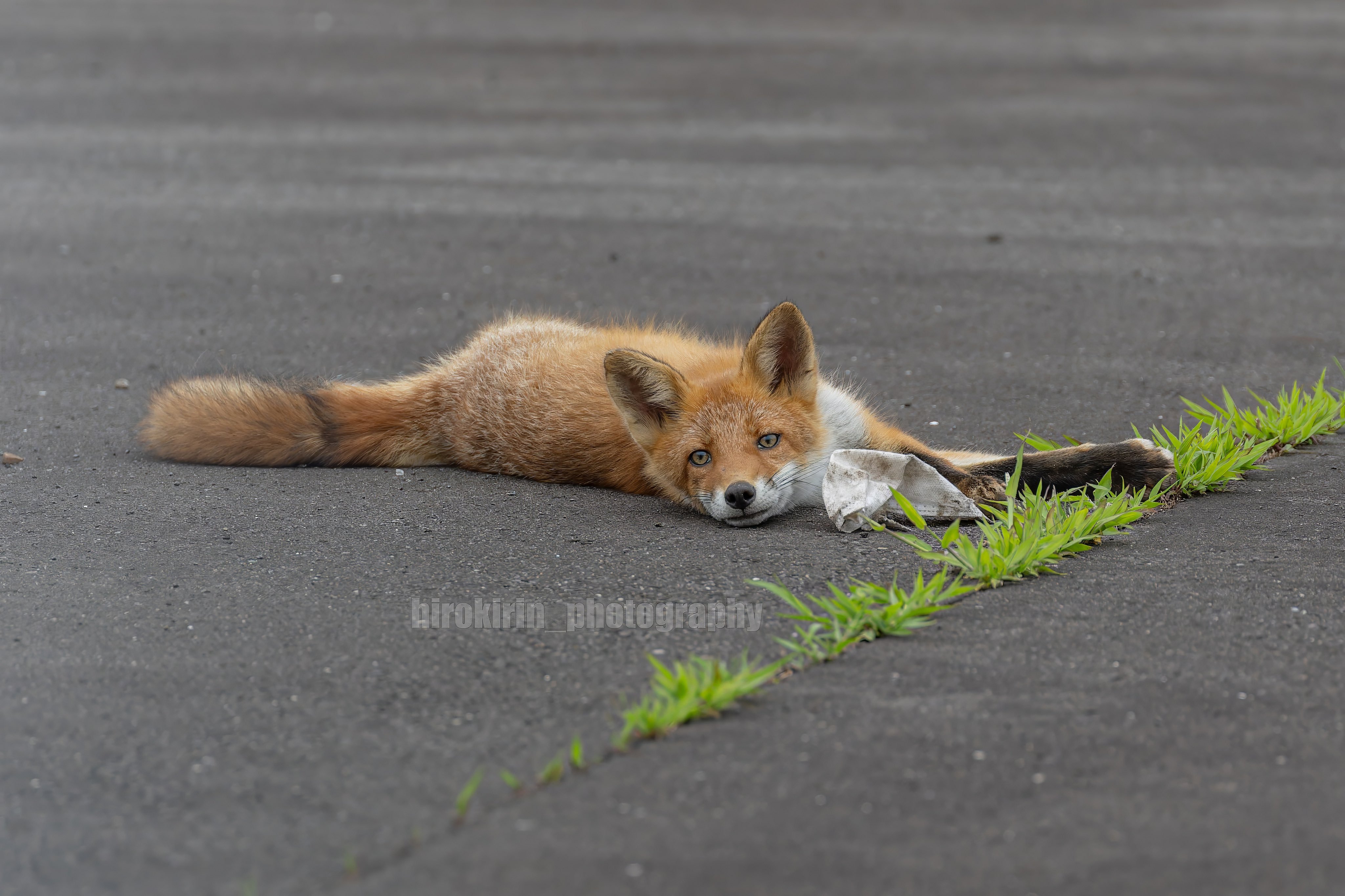 狐狸 ©️hirokirin_photo 